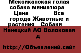 Мексиканская голая собака миниатюра › Цена ­ 53 000 - Все города Животные и растения » Собаки   . Ненецкий АО,Волоковая д.